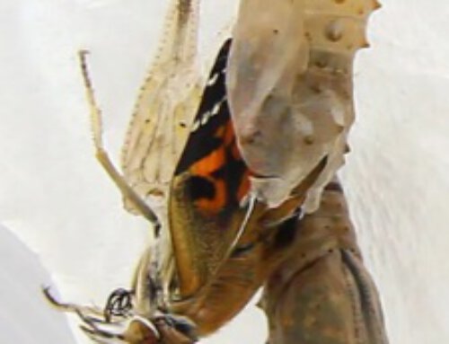 Aus einer Raupe wird ein Schmetterling